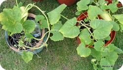 Mandy's Munchies: Grow your own Butternut Squash 2009